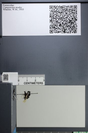 Media type: image;   Entomology 531772